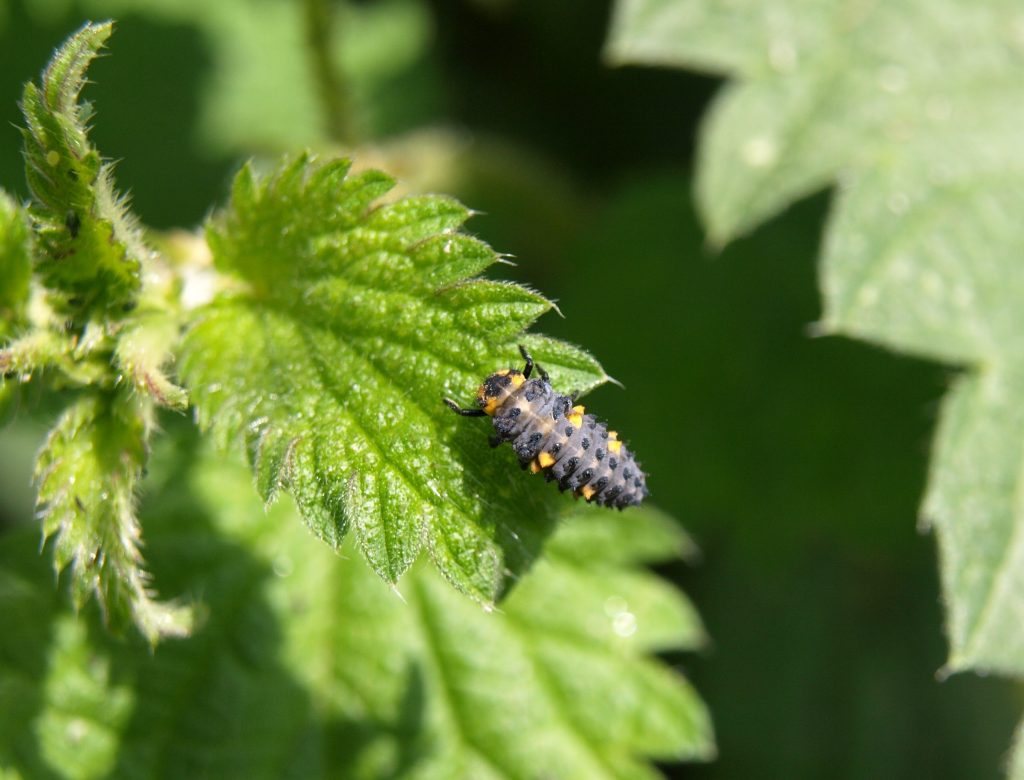 Immature Ladybug on a leaf