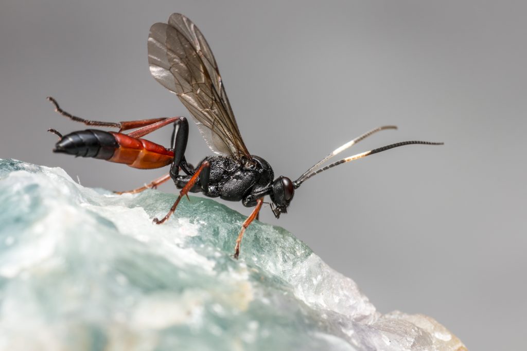 Close up full body view of a Parasitic Wasp